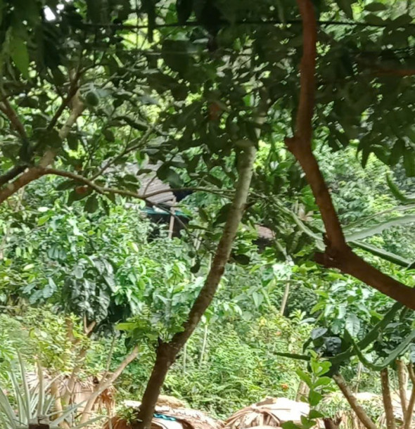 Quy trình nuôi ong lấy mật