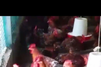 Quy trình nuôi gà, vịt sạch