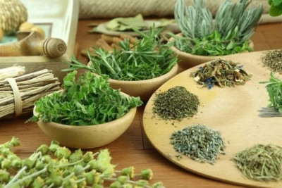 Quy trình trồng cây dược liệu